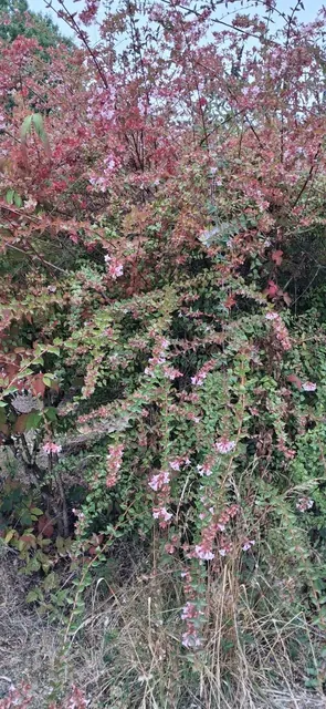 A flowering shrub stands among tall, dry grass before the area is cleared.