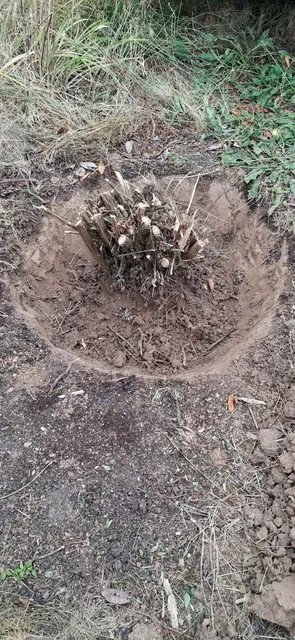 The cut shrub stump and root crown are exposed in disturbed soil.