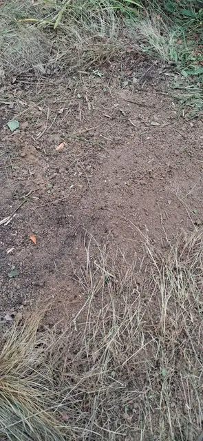 The cleared patch is raked smooth, with loose soil surrounded by dry grass.